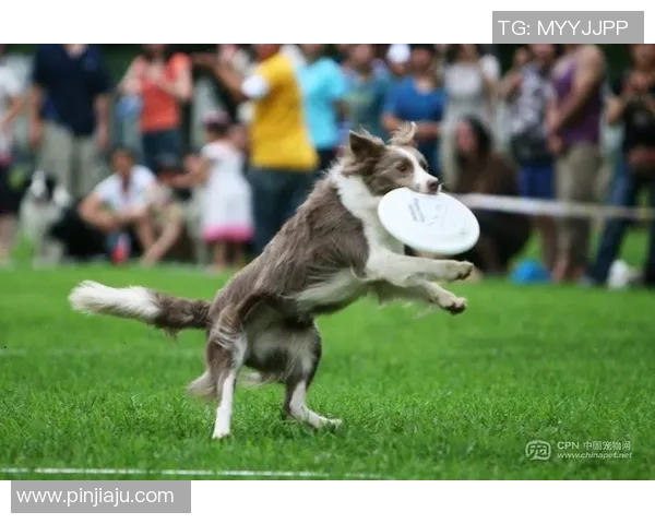 北京飞盘队在阵地战中的表现分析与战术反思